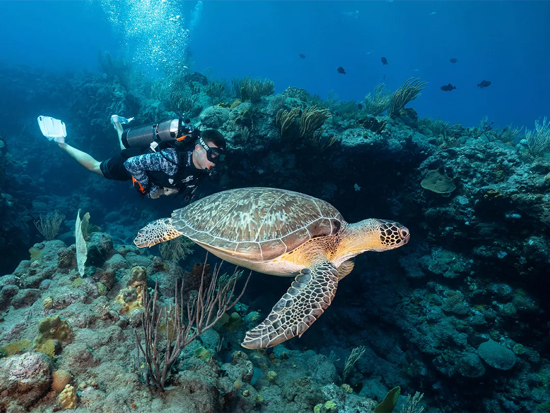 Charter guest wearing SCUBAPRO diving equipment swimming with a turtle